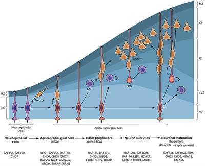 ATP-Dependent Chromatin Remodeling During Cortical Neurogenesis